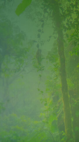 background rainforest mobile