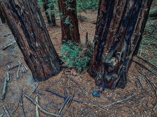 Redwood trees with microphones